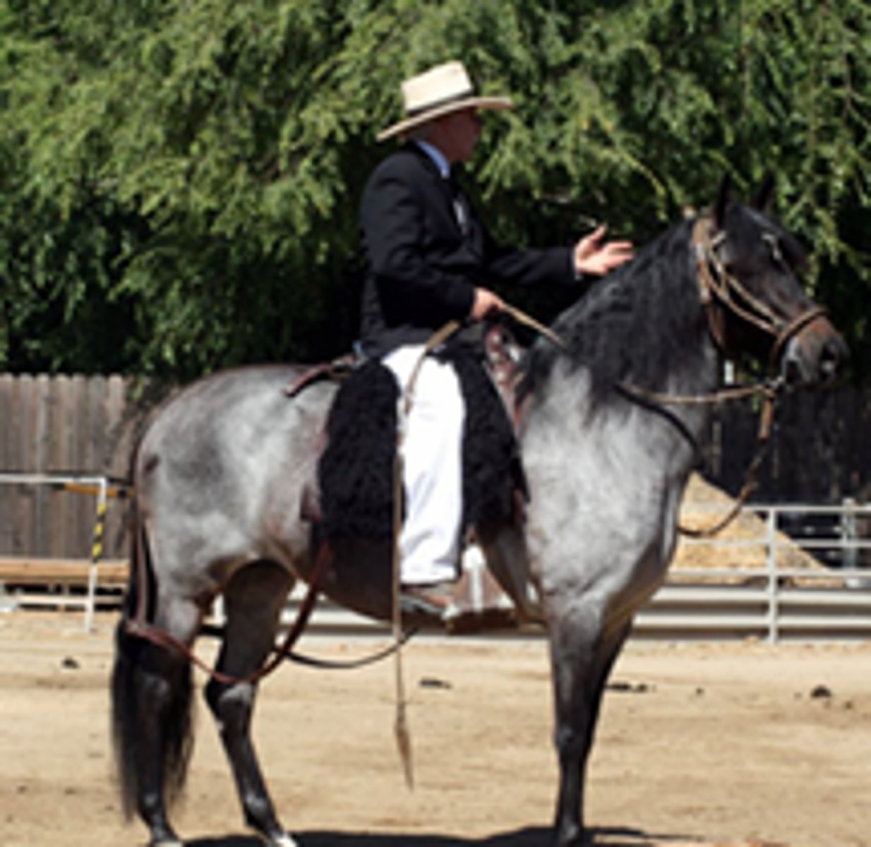 <p>type of roan with dark underlying coat (bluish cast)</p>