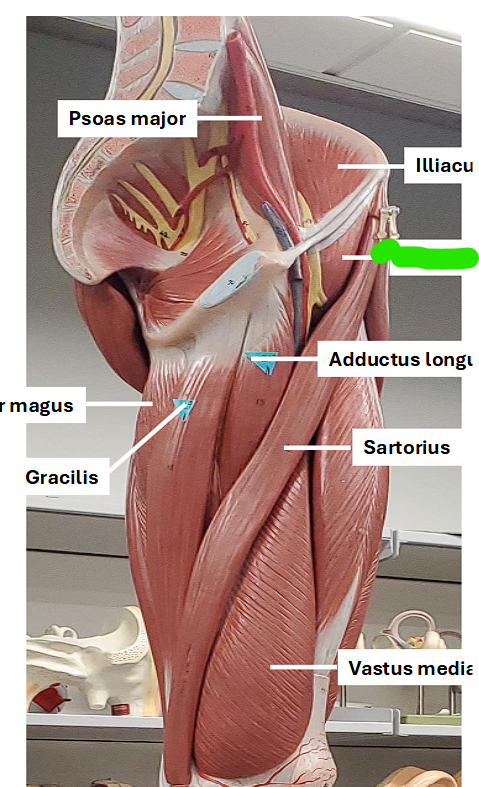 <ul><li><p>contains: iliacus/Iliacus & Psoas major </p></li></ul><p></p><p>FLEXES THE THIGH</p><p></p>