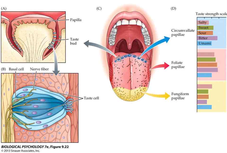 <ul><li><p>Tastant receptors found in taste buds on tongue, mouth &amp; throat (on tongue, taste buds located on sides of papillae)</p></li><li><p>No tastant-specific ‘map‘ of tongue</p></li></ul>