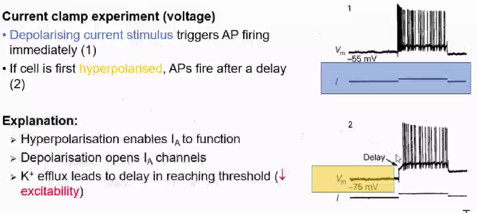 <p>neuron is sat at whatever MP it wants, current passed to depolarise it, triggers train of AP fires at such a high frequency that at first you can’t distinguish APs</p><ul><li><p>briefly hyperpolarising the same neuron before depolarising it = lag before it fires</p></li><li><p>delay looks small but matters a lot at level of circuit function</p></li><li><p>delaying firing = functional consequences across the circuit</p></li><li><p>delay caused by the fact that we have IA in cell</p></li><li><p>neuron depolarises, IAs open, rapid efflux of K+ causes slight negative balance against depolarisation, for a while depolarisation is happening while there is an outflow of K+ </p></li><li><p>IA channels help delay firing in the neuron </p></li></ul><p></p>