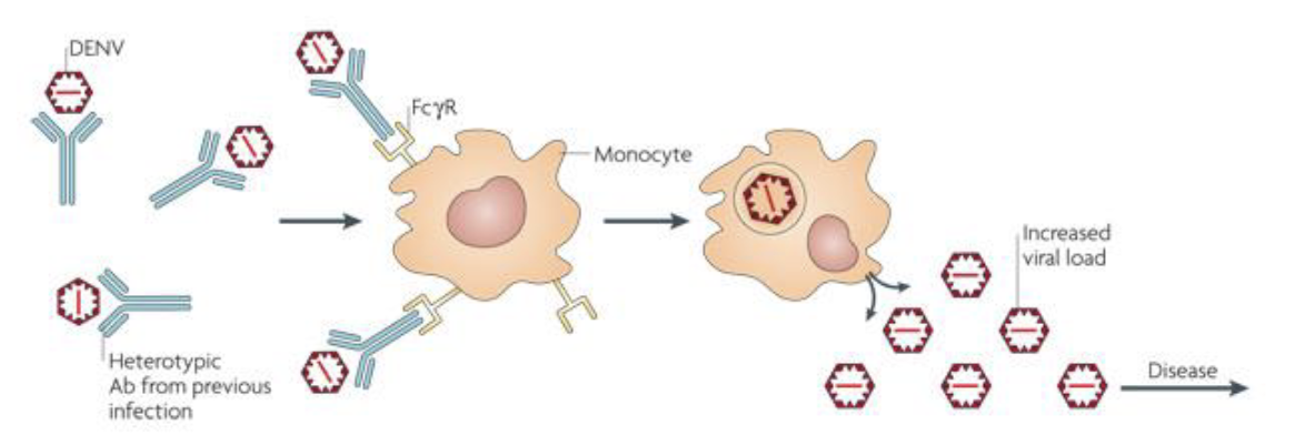 <p>Antibodies from a previous infection with one dengue serotype can <strong>partially bind</strong> to a different serotype, but they don’t fully neutralize it increases its ability to infect cells</p><p>These partially bound antibodies form <strong>DEN-Ab complexes </strong>allow it to attach to <strong>Fc receptors</strong> on macrophages (immune cells), helping the virus enter these cells.</p><p><strong>Increased Infection</strong>: Once inside the macrophages, the virus replicates faster, increasing the <strong>viral load</strong> in the body.</p><p><span>Vascular permeability is increased due to inappropriate cytokine release</span></p>