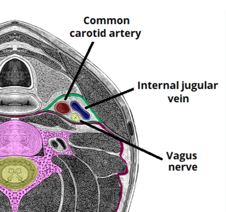 <p><strong>Contents:</strong></p><ul><li><p>Common and internal carotid arteries</p></li><li><p>Internal jugular vein</p></li><li><p>Vagus nerve (CN X)</p></li><li><p>Deep cervical lymph nodes</p></li><li><p>Carotid sinus nerve &amp; sympathetic fibers</p></li></ul><p></p>