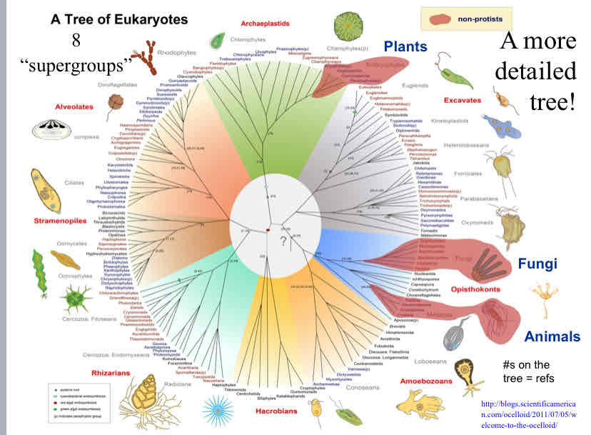 <p>Protists</p>