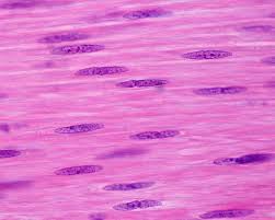 <p>what type of tissue is this?</p>