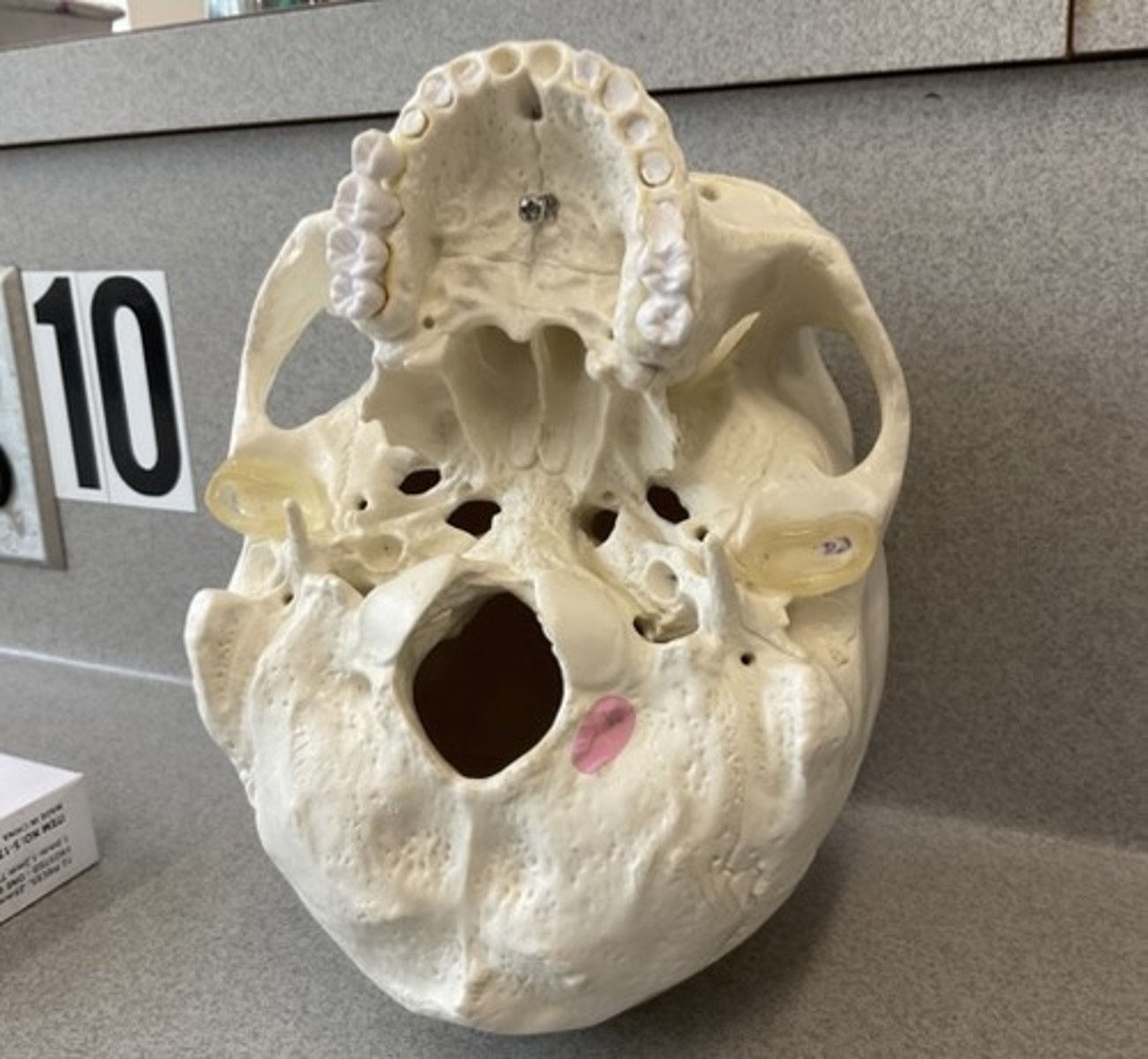 knowt flashcard image