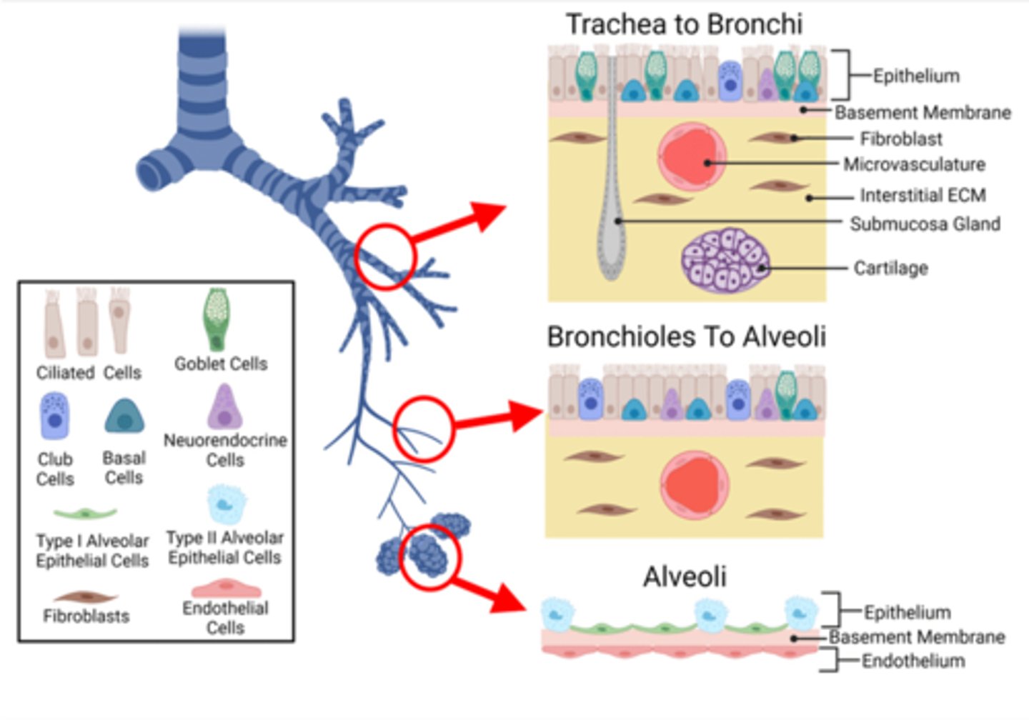 <p>Common types:</p><p>1) ciliated cells</p><p>2) goblet cells</p><p>3) basal cells</p><p>Less common cell types:</p><p>1) Brush cells (sensory receptors)</p><p>2) Dense core granule cells</p><p>3) Clara cells </p>