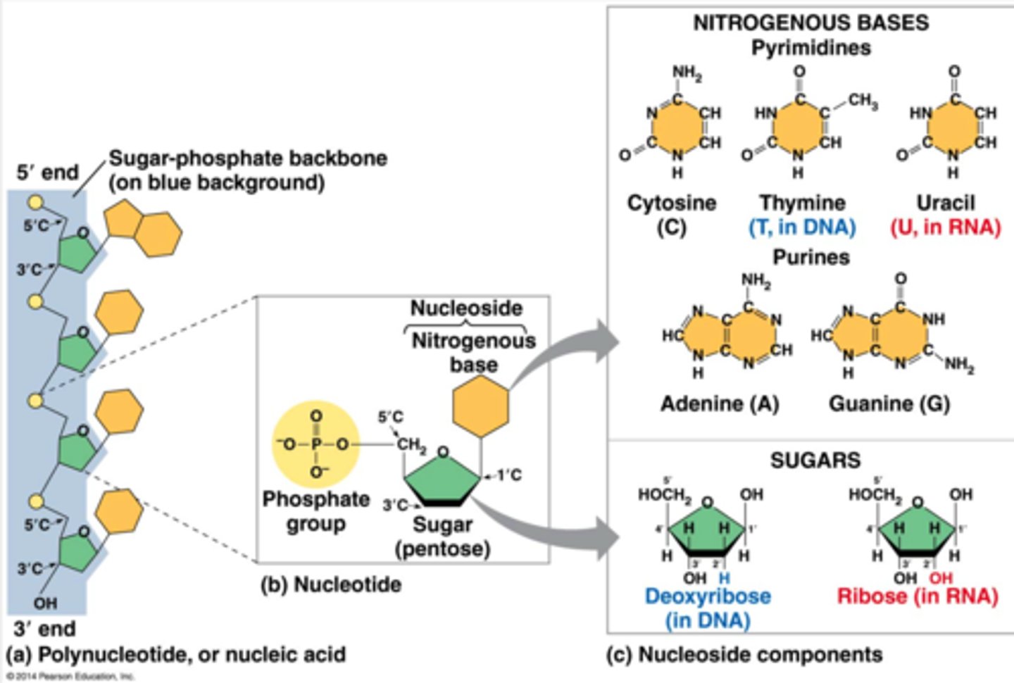 <p>adenine and guanine</p><p>To build a nucleotide, let's first consider the nitrogenous bases. Each nitrogenous base has one or two rings that include nitrogen atoms. (They are called nitrogenous bases because the nitrogen atoms tend to take up H++ from solution, thus acting as bases.) There are two families of nitrogenous bases: pyrimidines and purines. A pyrimidine has one six-membered ring of carbon and nitrogen atoms. The members of the pyrimidine family are cytosine (C), thymine (T), and uracil (U). Purines are larger, with a six-membered ring fused to a five-membered ring. The purines are adenine (A) and guanine (G). The specific pyrimidines and purines differ in the chemical groups attached to the rings. Adenine, guanine, and cytosine are found in both DNA and RNA; thymine is found only in DNA and uracil only in RNA.</p>