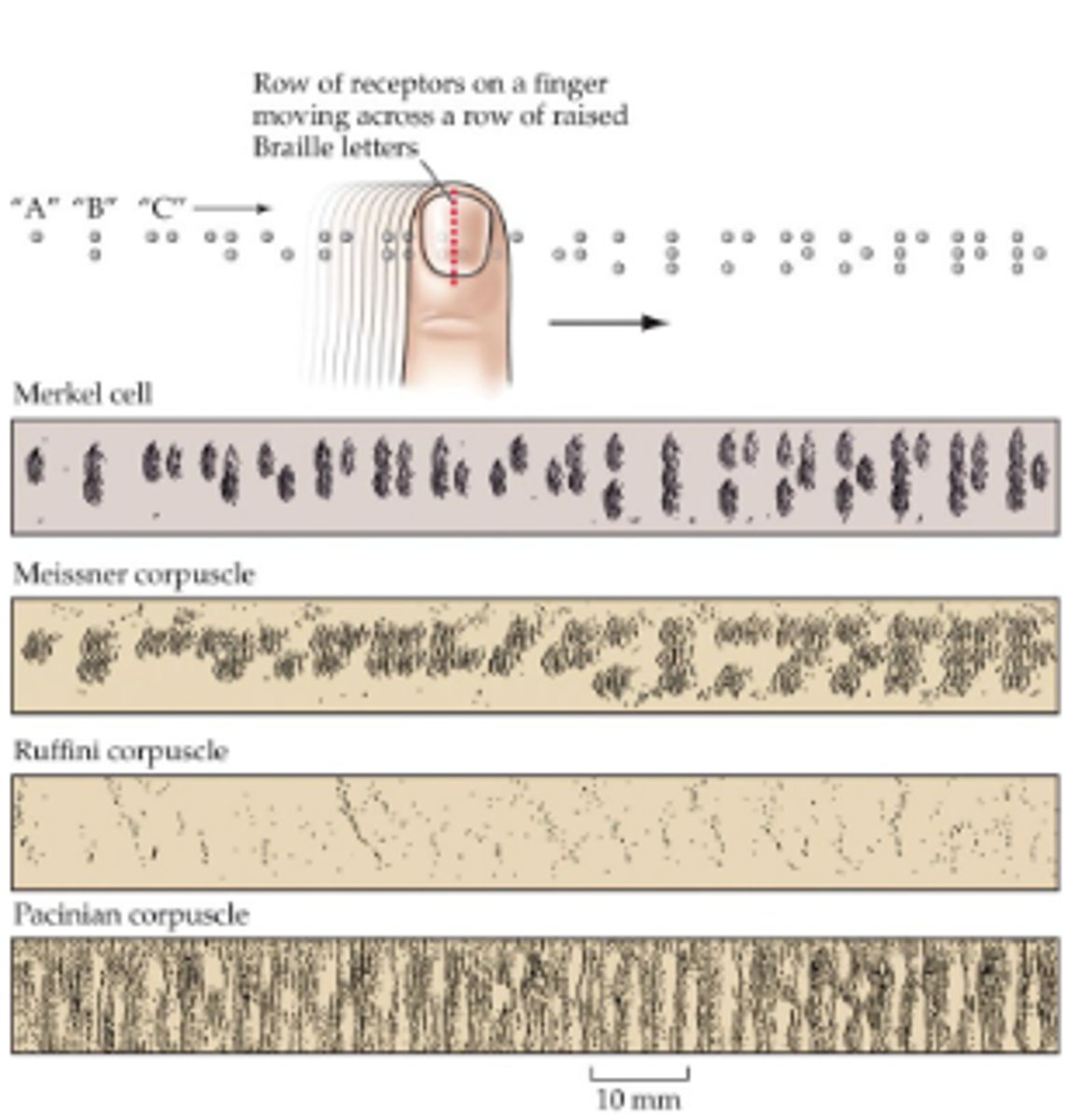 <p>Touch receptors in fingertips, have small endings w/ high spatial resolution. <br><br>High density of mechanoreceptors, brain dedicates more tissue to processing these signals.</p>
