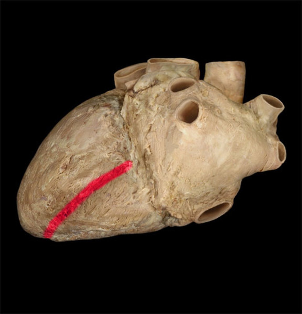<p>marks the boundary between the ventricles posteriorly</p>