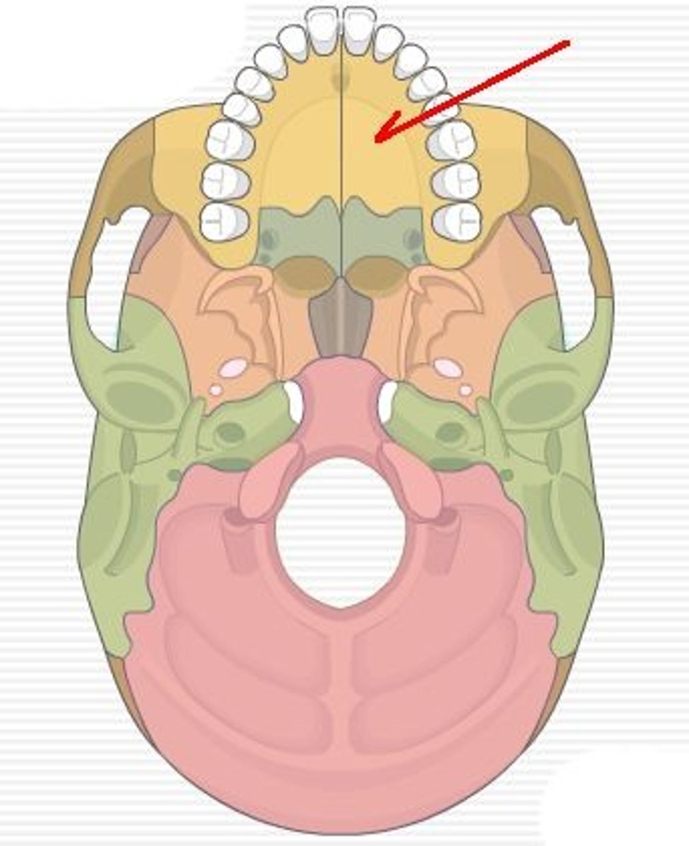 <p>which landmark of which bone</p>