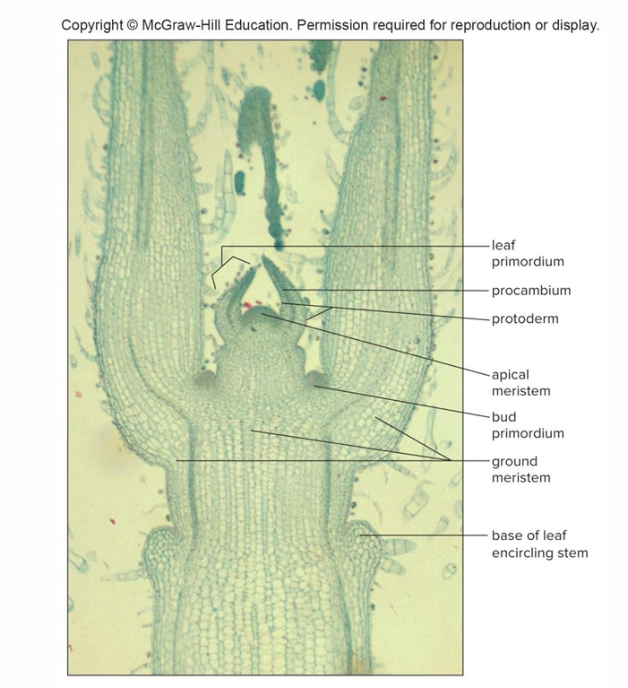 <p>Tiny embryonic leaves that develop into mature leaves</p>