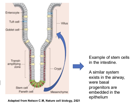 <p><strong>Via stem cells that continuously divide and differentiate,</strong></p><ul><li><p>Stem cell progenitors can migrate and differentiate into the different types of epithelium</p></li><li><p>Renewal occurs during homeostasis, replacing old cells or in disease, healing wounded tissues and compensating for loss of cells</p></li></ul><p></p>