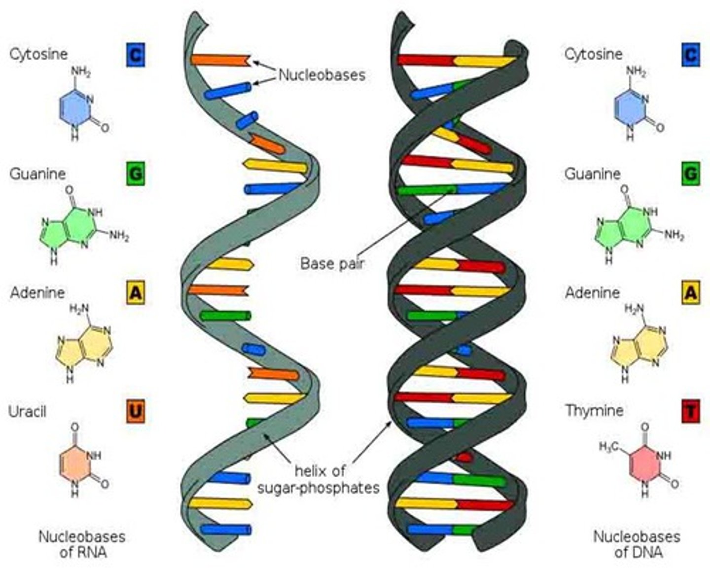 <p>A nitrogenous base that pairs with adenine. Found only in DNA.</p>