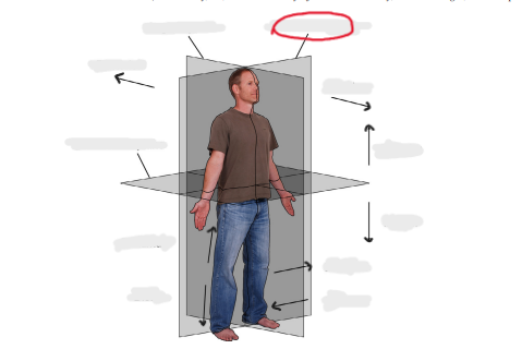 <p>plane at right angles to sagittal plane, divides body into front, back halves (also called frontal)</p>