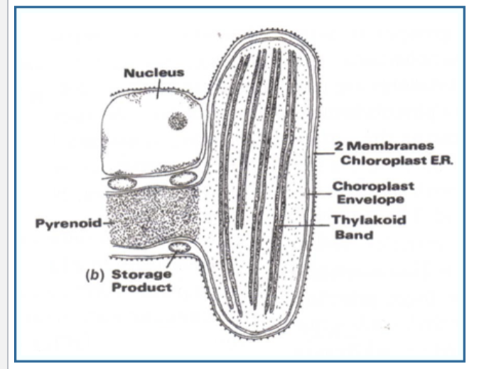 <ul><li><p>3 membranes in chloroplast envelope</p></li><li><p>2 bands of thylakoids</p></li><li><p>2 membranes of chloroplast endoplasmic reticulum</p></li></ul><p></p>