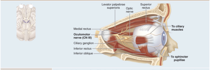 <ul><li><p>Controls muscles that move eye, lift eyelid, change pupil diameter</p></li><li><p>Motor nerve that innervates four of the six extrinsic eye muscles, upper eye lid muscle and intrinsic eye muscles&nbsp;</p></li></ul><p></p>