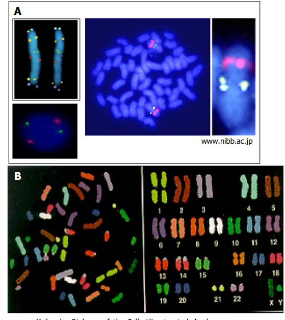 Il peut s’agir de sondes spécifiques ou alors de chromosome painting