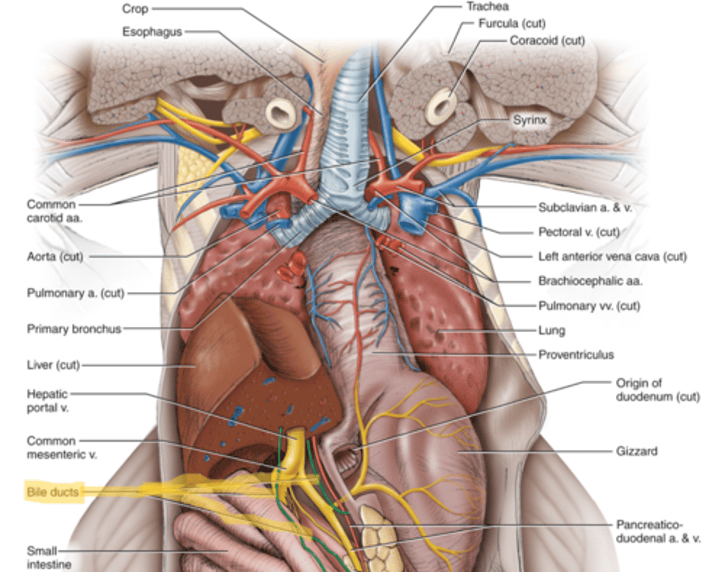 knowt flashcard image