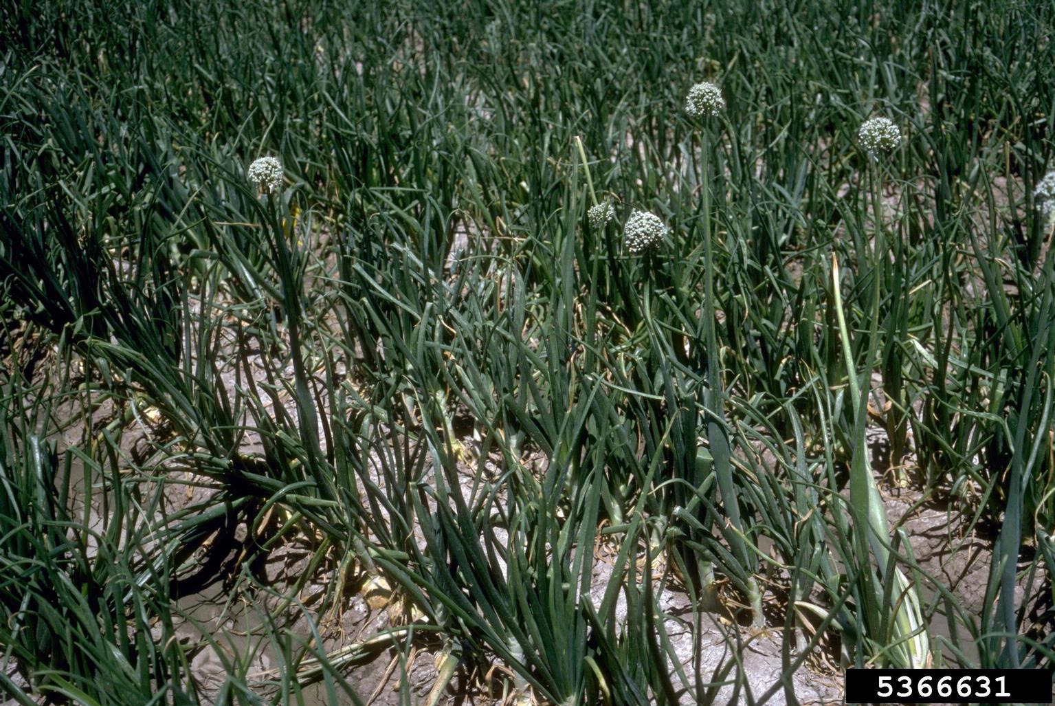 <p>Allium Cepa</p>