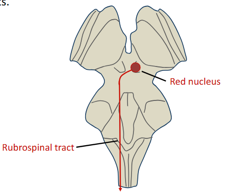 <p>The main lateral pathway is the rubrospinal tract, which originates in the red nucleus of the midbrain. Rubrospinal fibers descend in the contralateral dorsolateral column of the spinal cord and terminate in the dorsolateral gray matter. The rubrospinal tract contributes to control of voluntary limb movements.</p>