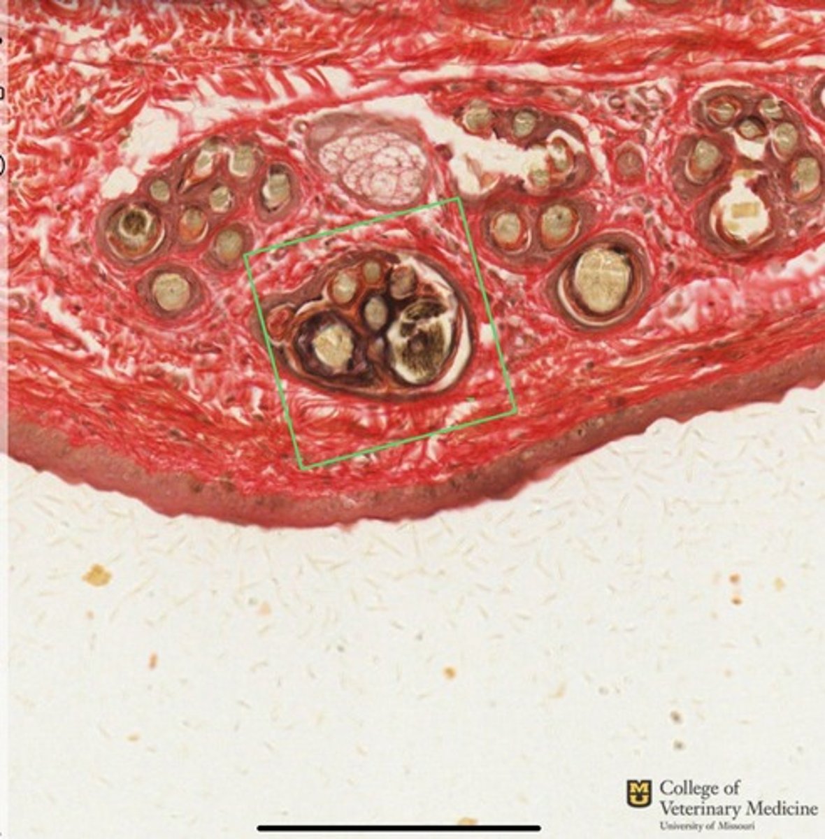 <p>What type of hair structure is identified within the green box?</p>