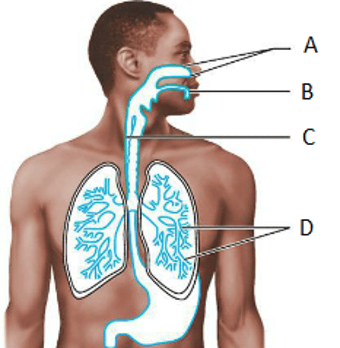 <p>What is the term for the membrane indicated by the letter B?</p>