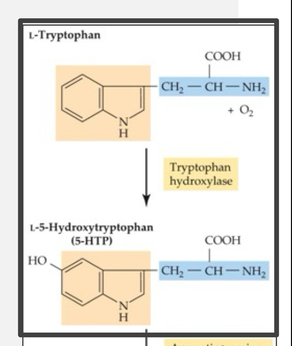 <p>TPH; conversion of tryptophan to 5-HTP occurs at slower rate than the conversion of 5-HTP to 5-HT</p>