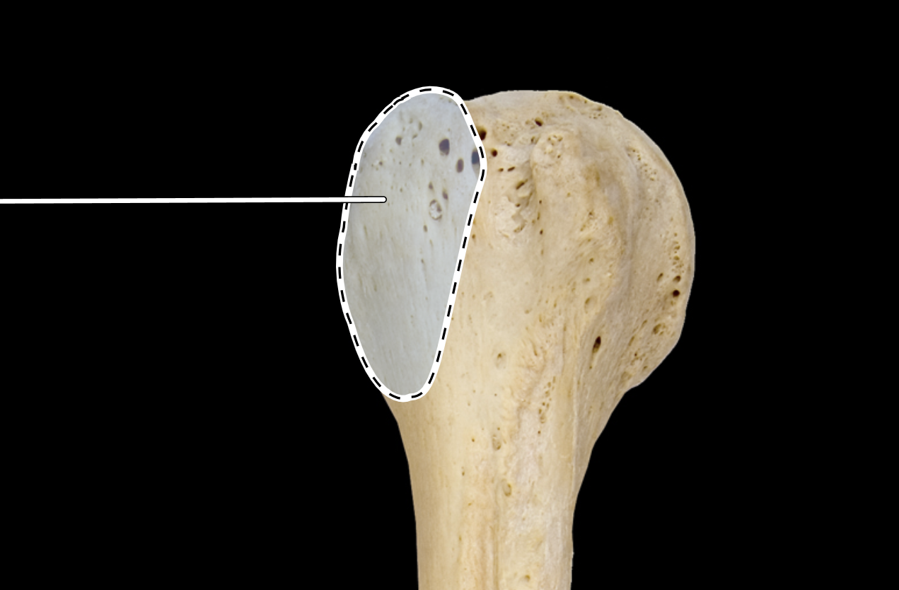 <p>Name the highlighted portion.</p><p>(Humerus, anterior view, right side).</p>