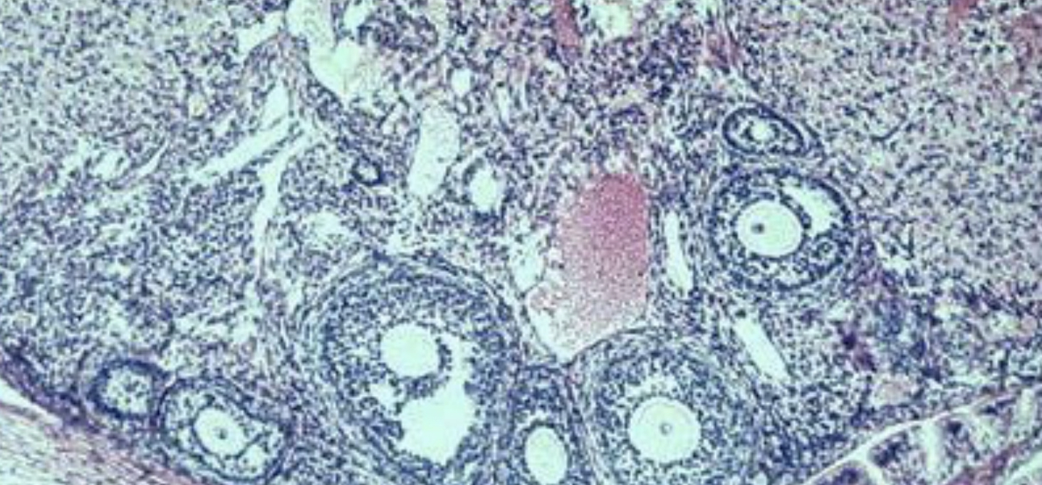 What cell type is this?