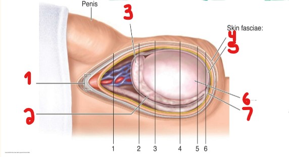 <p>Label the layers/structures within the scrotum that are crossed out here.</p>