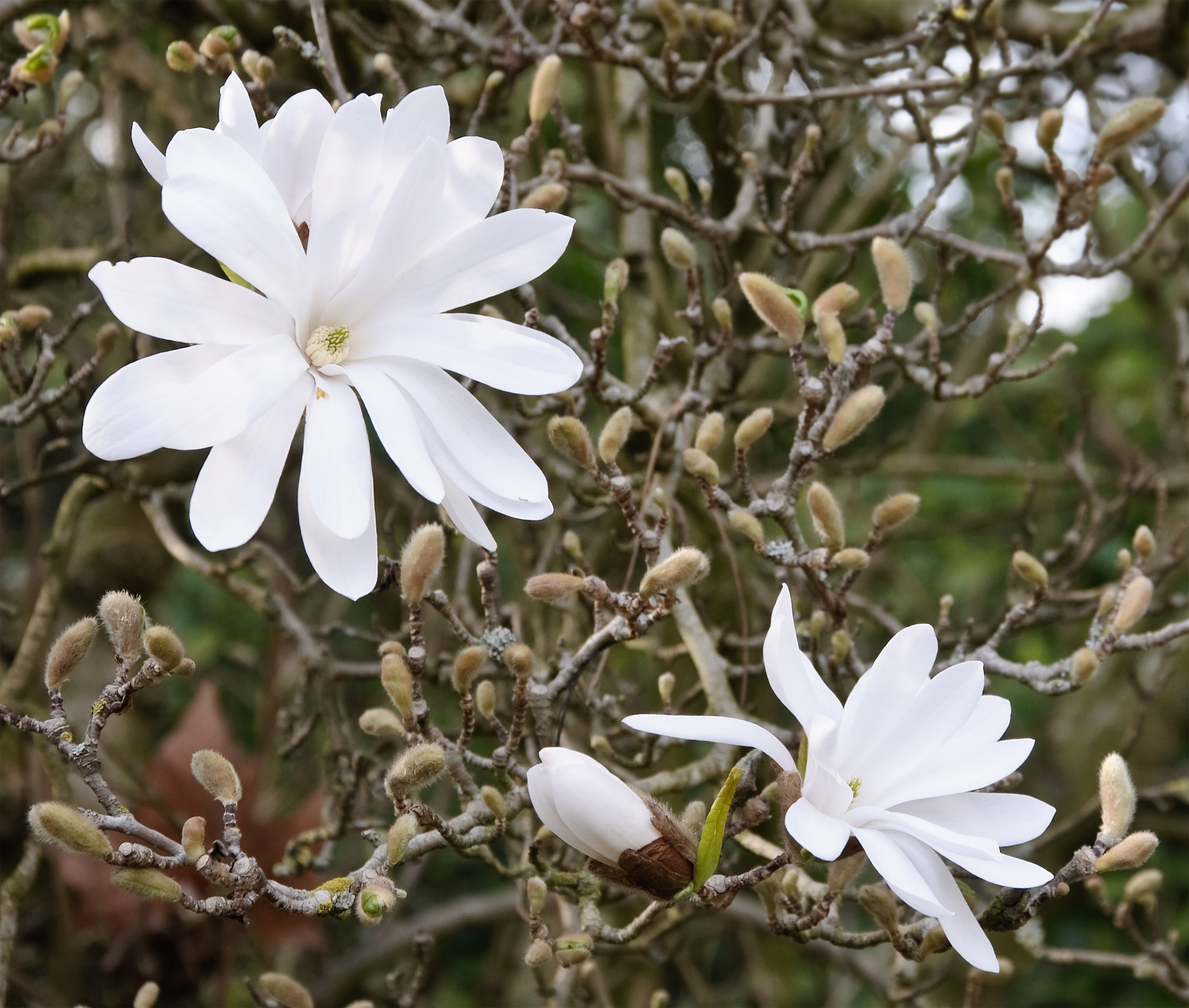 <p><em>Magnolia stellata</em>, Star Magnolia, Magnoliaceae</p>