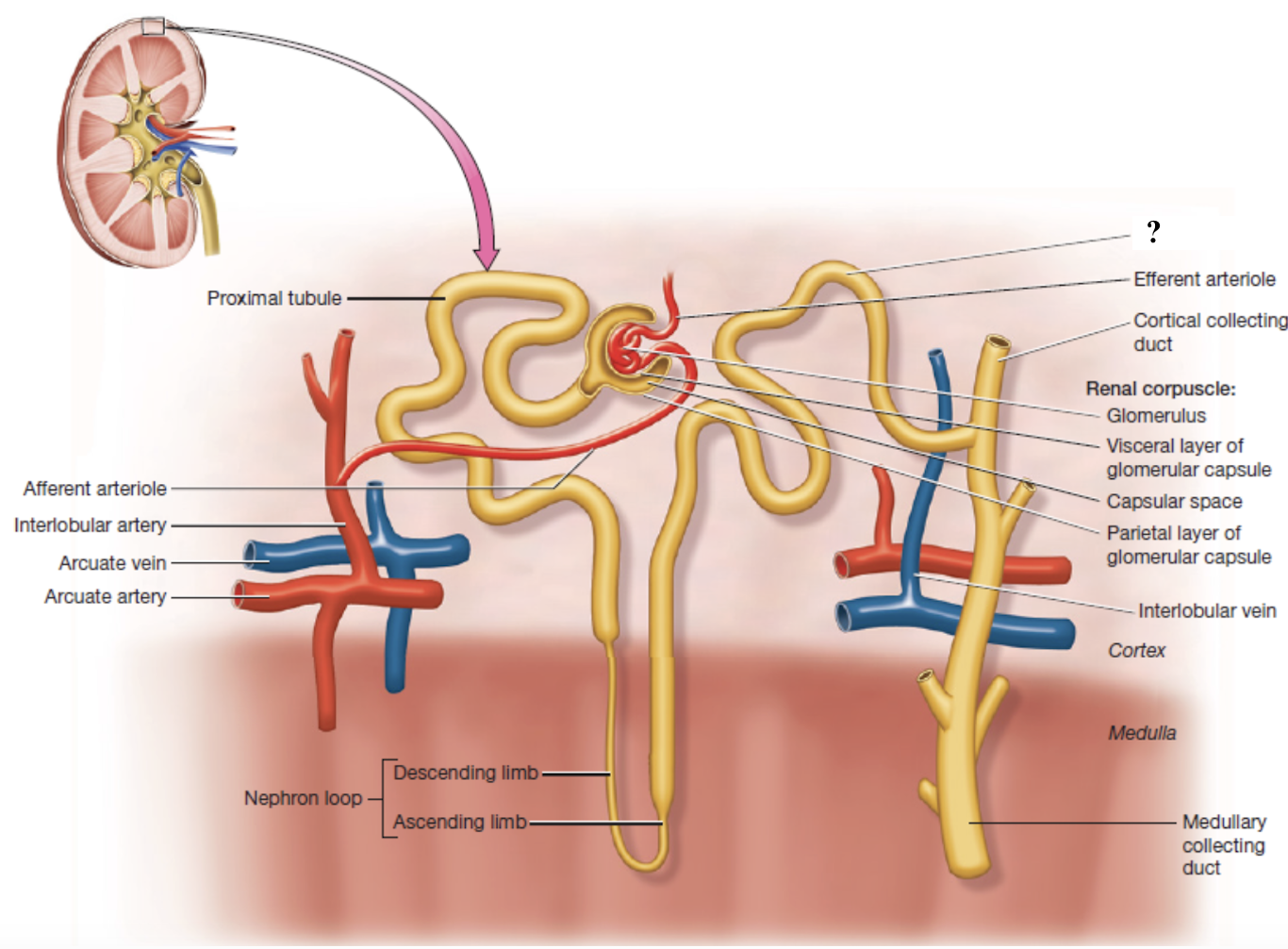 <p>has few microvilli which reflects its reduced role in reabsorption</p><ul><li><p>fine-tunes reabsorption of sodium, calcium, and chloride under hormonal control</p></li><li><p>secretes potassium, hydrogen ions, and drugs</p></li></ul><p></p>