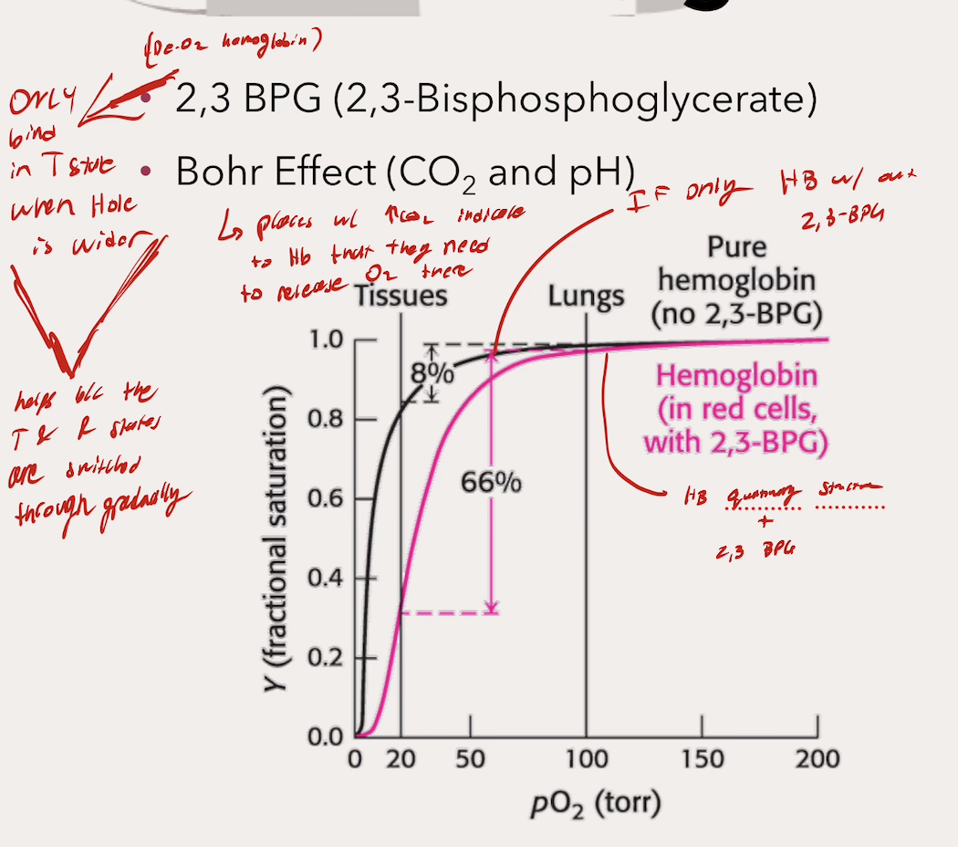 <p>Binds to Hb in the T State within the hole when it is still wide → Stabilizes the T state → INC P50 → DEC O2 affinity → Less binding → More O2 delivery</p><p></p>