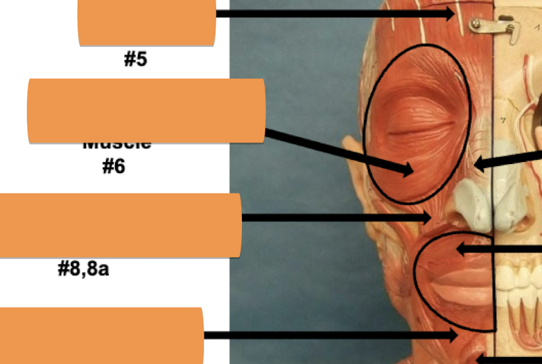 <p>Label muscle #8, 8a</p>