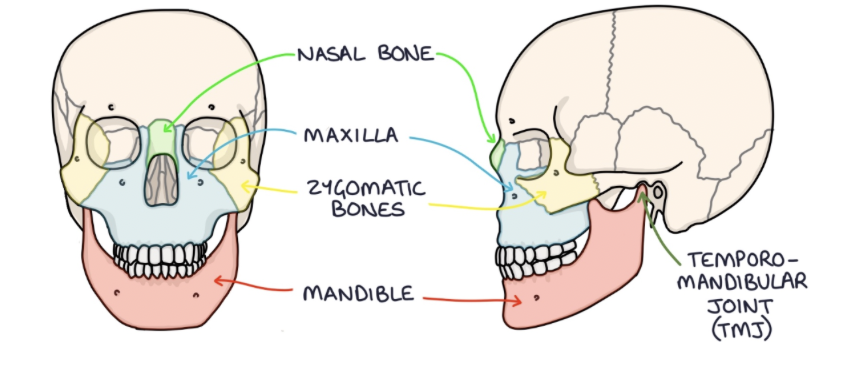 <p>on either side, they form the cheekbones </p>