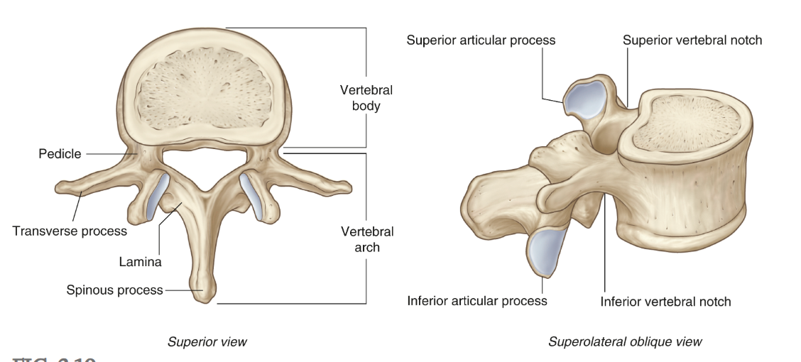 <ul><li><p>anterior wall = vertebral bodies, intervertebral discs</p></li><li><p>lateral walls = vertebral arches and their ligaments</p></li></ul><p></p>