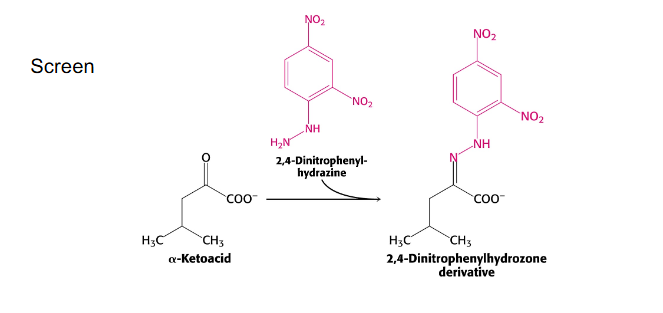 <p>- lack of branch-chain dehydrogenase activity</p><p>- leads to elevation of branched-chain amino acids and alpha-keto acids in urine. Urine smells like maple syrup</p><p>- neurological symptoms - unless very early intervention via restricting dietary intake of valine, isoleucine, leucine</p>