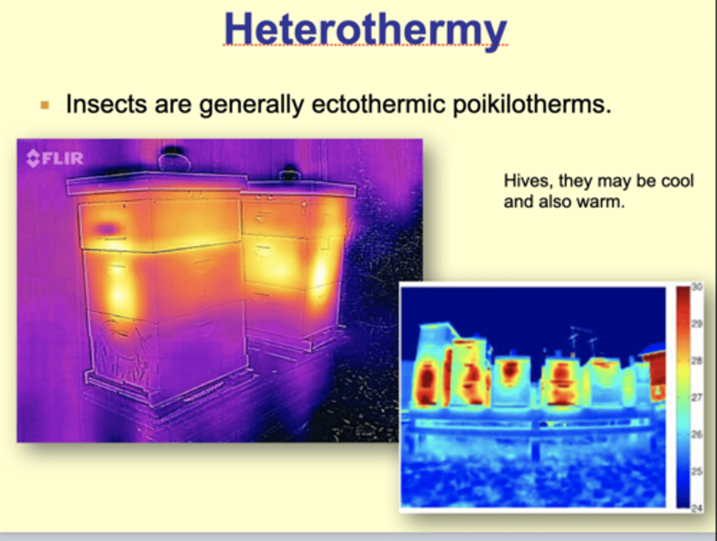 <p>"ectothermic poikilotherms. - (Variable temp thats derived exclusively from their external environments.)"</p>