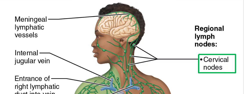 <p>ear/nose/throat/eyes</p><ul><li><p>all potential routes of infection</p></li></ul><p></p>