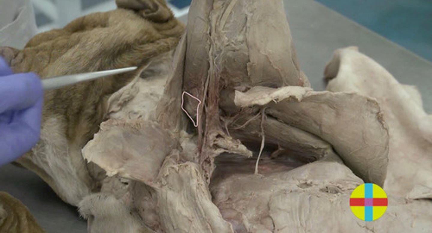 <p>Medial a la cápsula articular del hombro.</p><p>- &nbsp;Carnívoros es muy débil.</p><p>Origen: apófisis coracoides de la escápula</p><p>Inserción: cara md húmero</p><p>Función: Extensor y aductor débil.</p><p>Inervación: n. musculocutáneo</p>