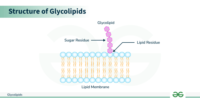 <p>carbohydrates bonded to lipids</p><ul><li><p>glyco=sugar</p></li></ul><p></p>