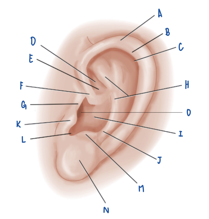 <p>Name the Part of the Pinna labeled G</p>