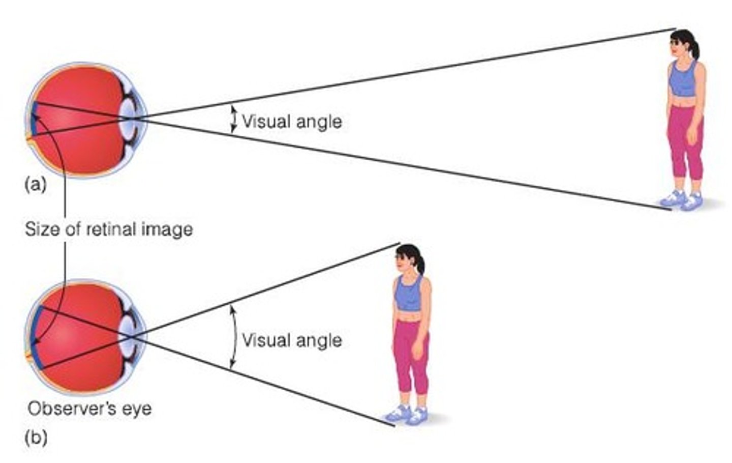 <p>Size ~ Retinal angle x Distance (estimated).</p>