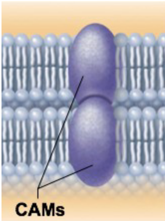 <ul><li><p>some proteins are used to link cells together</p></li><li><p>length of time to link cells varies</p><ul><li><p>some milliseconds to seconds</p></li><li><p>some permanent</p><ul><li><p>hold tissue together</p></li></ul></li></ul></li></ul><p></p>