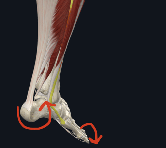 <p>Action: Tibialis Posterior</p>