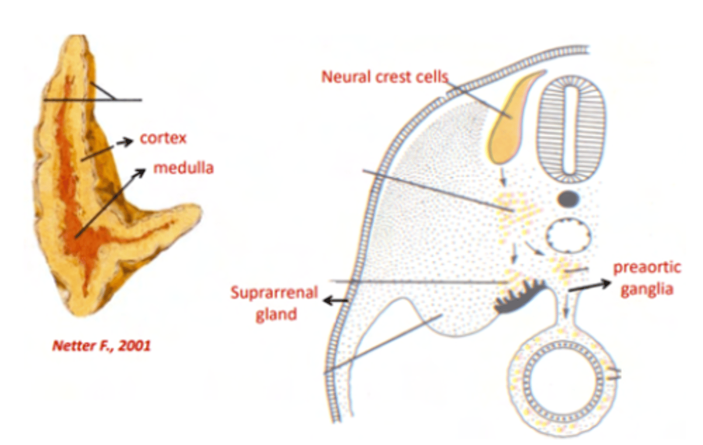 <p>Chromaffin cells are found in the medulla.</p><p>They secrete adrenaline and noradrenaline upon preganglionic sympathetic innervation.</p>