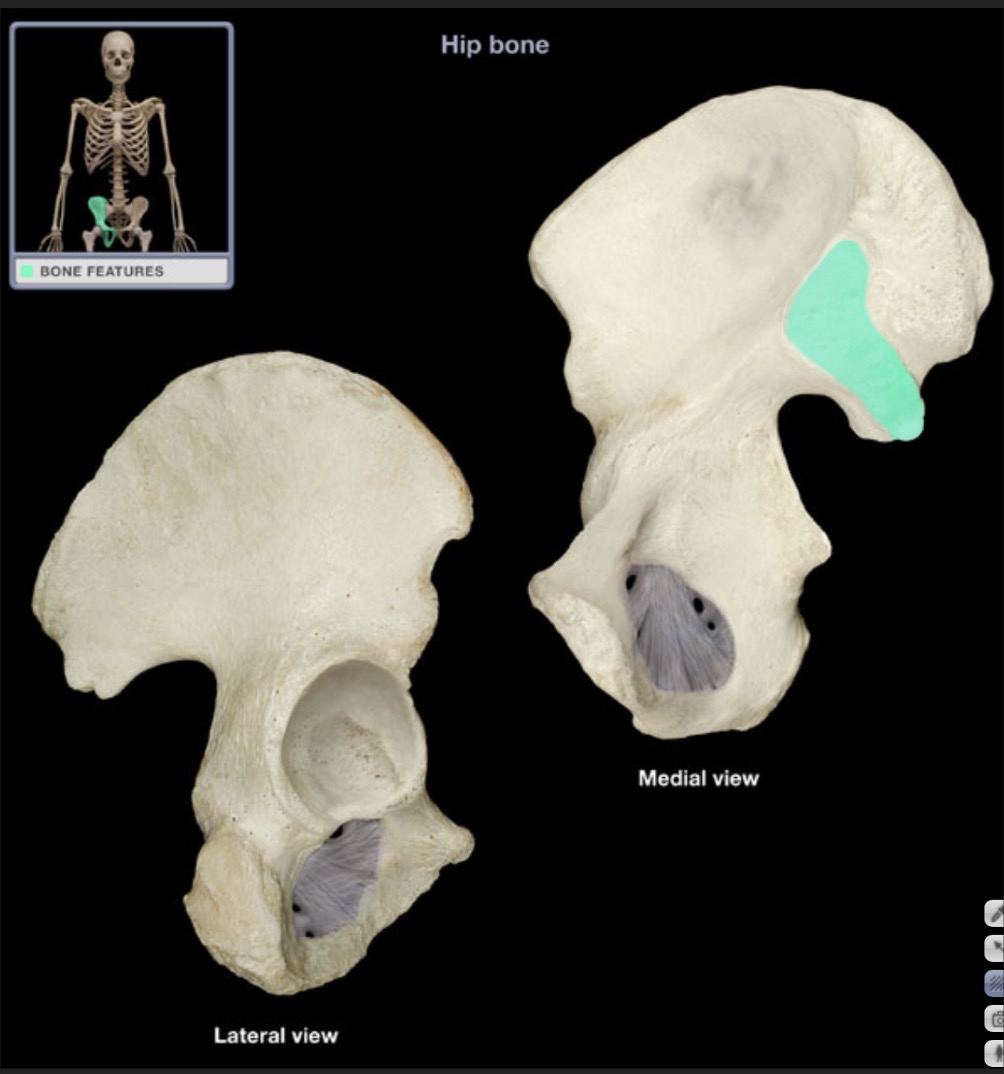 <p><span style="font-family: Arial, sans-serif; color: rgb(45, 59, 69)">region on the ilium for articulation with the sacrum</span></p>