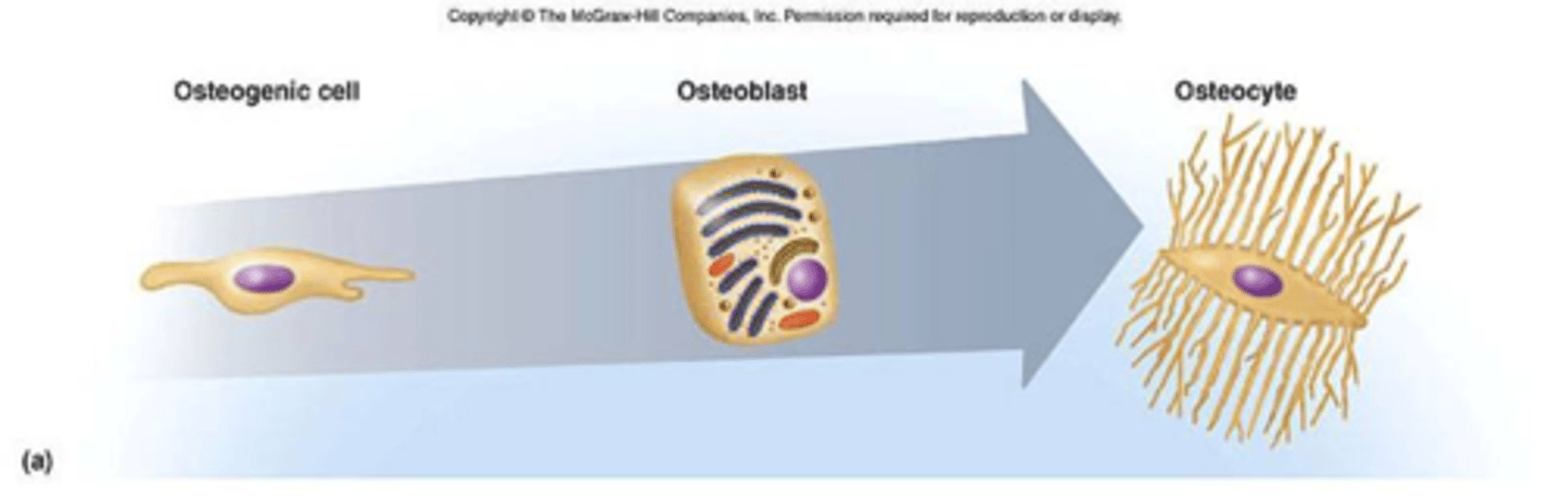 <p>Bone stem cells derived from mesenchyme.</p><p>Undergo mitosis to become the osteoblasts.</p><p>These cells are unspecialized cells that are found in the inner part of the periosteum, the endosteum and within the central canal of compact bone.</p><p>They multiply continually and can differentiate into osteoblast cells when needed to form new bone.</p>