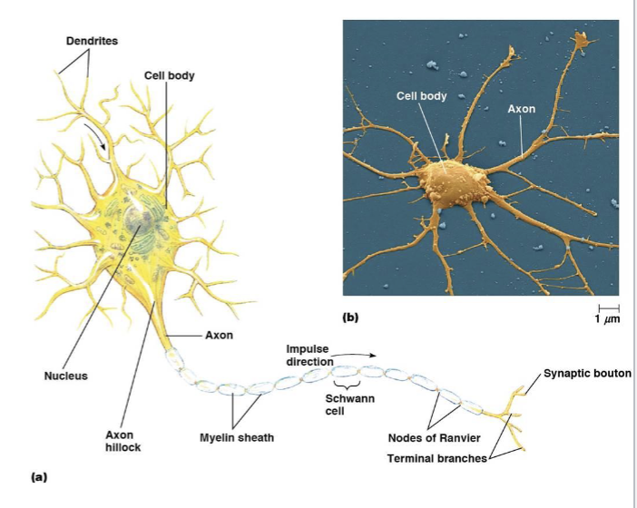 <p>transmit the signal to the next cell, a neuron, muscle, or gland</p>