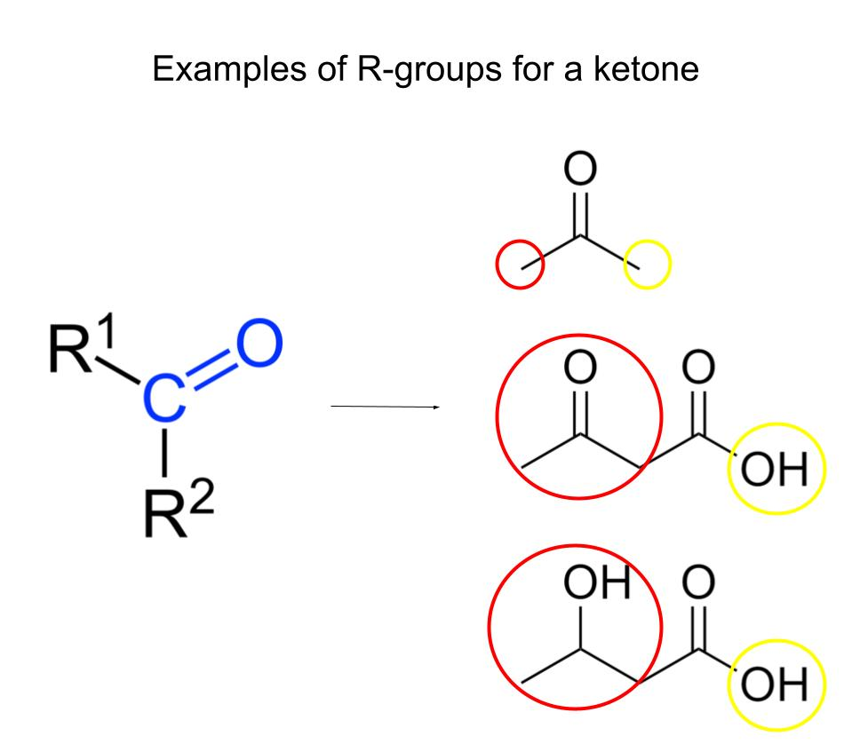 <ul><li><p><strong>Van der Waals interactions</strong>: Large ring-shaped amino acid side chains (R groups) create weak attractions with each other, contributing to protein stability and shape.</p></li><li><p><strong>Hydrophobic bonds</strong>: Hydrophobic amino acids have non-polar R groups that avoid water. These R groups cluster together inside proteins, forming hydrophobic bonds and helping the protein fold.</p></li><li><p><strong>Hydrogen bonds</strong>: Hydrophilic amino acids have polar or charged R groups that attract water. These R groups form hydrogen bonds, stabilizing the protein in aqueous environments.</p></li></ul><p></p>